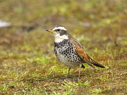 Attēlu rezultāti vaicājumam “Turdus viscivorus adult”
