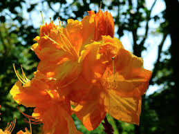 Attēlu rezultāti vaicājumam “Rhododendron calendulaceum flower”