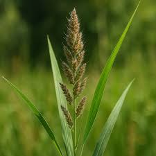 Attēlu rezultāti vaicājumam “Echinochloa crus-galli fruit”
