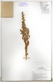 Attēlu rezultāti vaicājumam “Chenopodiaceae”