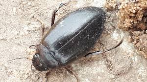 Attēlu rezultāti vaicājumam “Colymbetes paykulli”