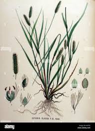 Attēlu rezultāti vaicājumam “Setaria glauca”