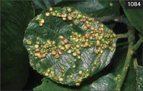 Attēlu rezultāti vaicājumam “Eriophyes padi”