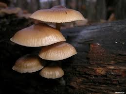 Attēlu rezultāti vaicājumam “Mycena”