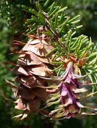 Attēlu rezultāti vaicājumam “Pseudotsuga menziesii flower”