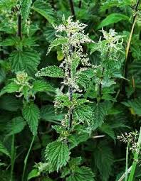 Attēlu rezultāti vaicājumam “Utricularia intermedia leaf”