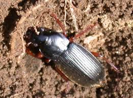 Attēlu rezultāti vaicājumam “Pseudoophonus rufipes”