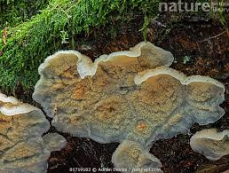 Attēlu rezultāti vaicājumam “Phlebia rufa”