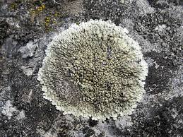 Attēlu rezultāti vaicājumam “Lecanora muralis”