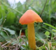 Attēlu rezultāti vaicājumam “Hygrocybe pseudoconica”