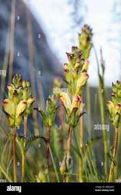 Attēlu rezultāti vaicājumam “Pedicularis sceptrum-carolinum flower”