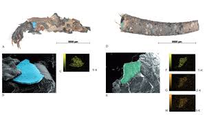 Attēlu rezultāti vaicājumam “Chaetopteryx villosa”