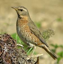 Image result for Turdus eunomus
