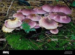 Attēlu rezultāti vaicājumam “Tricholomopsis rutilans”