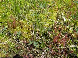 Attēlu rezultāti vaicājumam “Drosera anglica fruit”