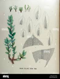 Attēlu rezultāti vaicājumam “Mnium stellare”