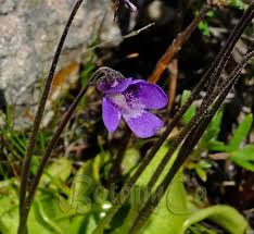 Attēlu rezultāti vaicājumam “Pinguicula vulgaris leaf”