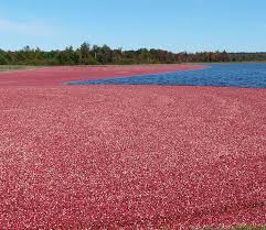Image result for Carmarthen Quayside Royals Marching Drill Team/Band