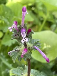 Attēlu rezultāti vaicājumam “Lamium amplexicaule flower”