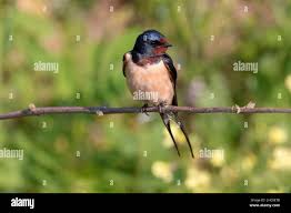 Attēlu rezultāti vaicājumam “Hirundo rustica adult”