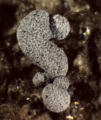 Attēlu rezultāti vaicājumam “Physarum notabile”