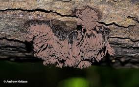 Attēlu rezultāti vaicājumam “Stemonitis axifera”