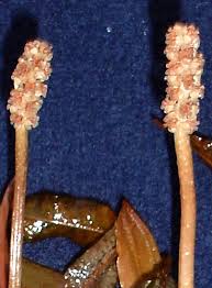 Attēlu rezultāti vaicājumam “Potamogeton gramineus”