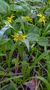 Attēlu rezultāti vaicājumam “Gagea lutea”