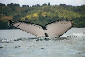 Image result for Megaptera novaeangliae