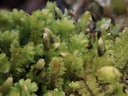 Attēlu rezultāti vaicājumam “Diplophyllum albicans”