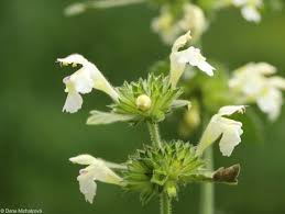 Image result for Galeopsis segetum