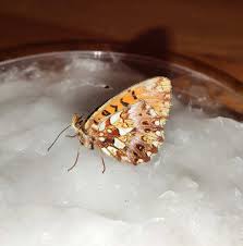 Attēlu rezultāti vaicājumam “Boloria dia”