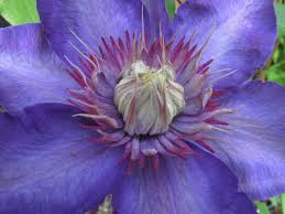 Image result for clematis multi blue
