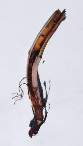 Attēlu rezultāti vaicājumam “Bistorta major”