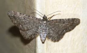 Attēlu rezultāti vaicājumam “Eupithecia satyrata”