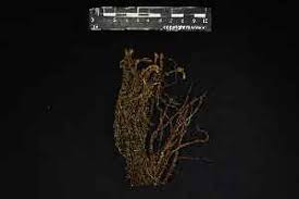 Attēlu rezultāti vaicājumam “Pogonatum dentatum”