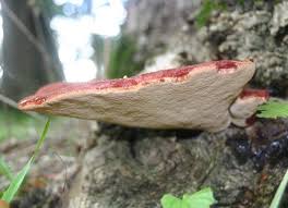 Attēlu rezultāti vaicājumam “Fistulina hepatica”