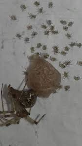 Attēlu rezultāti vaicājumam “Phylloneta cocoon”