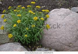 Attēlu rezultāti vaicājumam “Sedum aizoon”