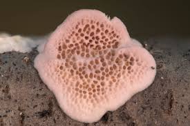 Attēlu rezultāti vaicājumam “Trichaptum abietinum”