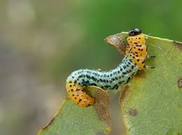 Attēlu rezultāti vaicājumam “Nematus salicis”