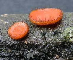 Attēlu rezultāti vaicājumam “Scutellinia scutellata”