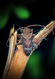Attēlu rezultāti vaicājumam “Leptura rubra female”