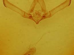 Attēlu rezultāti vaicājumam “Cucullia fraudatrix”