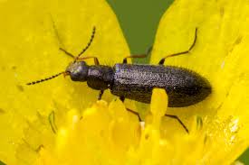 Attēlu rezultāti vaicājumam “Dasytidae”