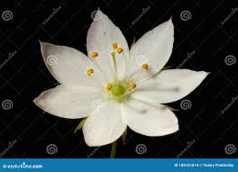 Attēlu rezultāti vaicājumam “Trientalis europaea fruit”