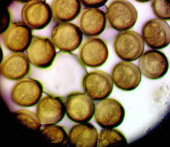 Attēlu rezultāti vaicājumam “Licea chelonoides spores”