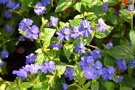 Image result for Browallia speciosa