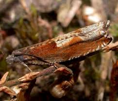 Attēlu rezultāti vaicājumam “Ancylis myrtillana”