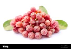 Attēlu rezultāti vaicājumam “Cinna latifolia fruit”